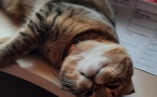 Котёнок и бумаги
